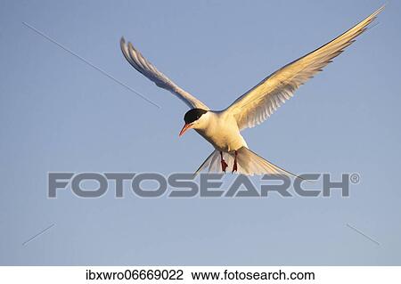 Arctic tern (Sterna paradisaea) in flight, Eidersperrwerk, Tönning, Schleswig-Holstein, Germany, Europe View Large Photo Image Stock Image - Arctic tern (Sterna paradisaea) in flight, Eidersperrwerk, Tönning, Schleswig-Holstein, Germany, Europe. Fotosearch