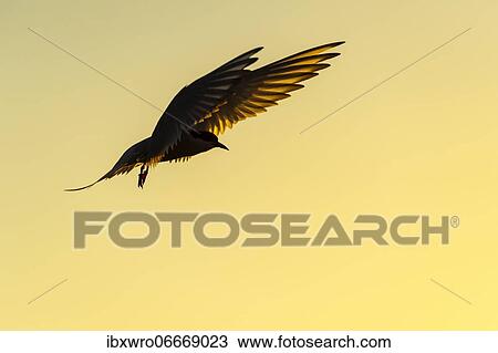 Arctic tern (Sterna paradisaea) in flight, silhouette, sunset, Eidersperrwerk, Tönning, Schleswig-Holstein, Germany, Europe View Large Photo Image Stock Image - Arctic tern (Sterna paradisaea) in flight, silhouette, sunset, Eidersperrwerk, Tönning, Schleswig-Holstein, Germany, Europe. Fotosearch