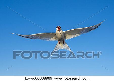 Arctic tern (Sterna paradisaea) in flight, calling, Eidersperrwerk, Tönning, Schleswig-Holstein, Germany, Europe View Large Photo Image Stock Photo - Arctic tern (Sterna paradisaea) in flight, calling, Eidersperrwerk, Tönning, Schleswig-Holstein, Germany, Europe. Fotosearch