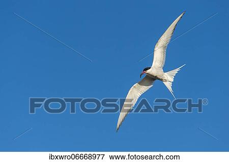 Stock Photo - Arctic tern (Sterna paradisaea) in flight, with prey, Eidersperrwerk, Tönning, Schleswig-Holstein, Germany, Europe. Fotosearch