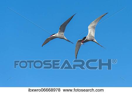 Stock Photo - Arctic tern (Sterna paradisaea) in flight, with prey, Eidersperrwerk, Tönning, Schleswig-Holstein, Germany, Europe. Fotosearch
