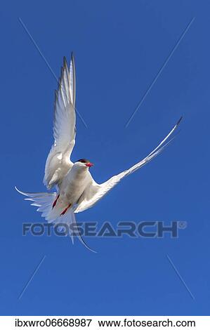 Arctic tern (Sterna paradisaea) in flight, Eidersperrwerk, Tönning, Schleswig-Holstein, Germany, Europe View Large Photo Image Stock Photo - Arctic tern (Sterna paradisaea) in flight, Eidersperrwerk, Tönning, Schleswig-Holstein, Germany, Europe. Fotosearch