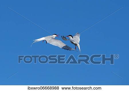 Arctic tern (Sterna paradisaea) in flight, calling, Eidersperrwerk, Tönning, Schleswig-Holstein, Germany, Europe View Large Photo Image Stock Photo - Arctic tern (Sterna paradisaea) in flight, calling, Eidersperrwerk, Tönning, Schleswig-Holstein, Germany, Europe. Fotosearch