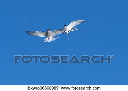 Stock Photo - Arctic tern (Sterna paradisaea) in flight, calling, Eidersperrwerk, Tönning, Schleswig-Holstein, Germany, Europe. Fotosearch