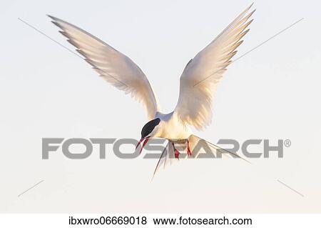 Arctic tern (Sterna paradisaea) in flight, calling, Eidersperrwerk, Tönning, Schleswig-Holstein, Germany, Europe View Large Photo Image Stock Photo - Arctic tern (Sterna paradisaea) in flight, calling, Eidersperrwerk, Tönning, Schleswig-Holstein, Germany, Europe. Fotosearch