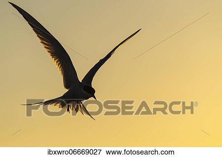 Stock Photo - Arctic tern (Sterna paradisaea) in flight, silhouette, sunset, Eidersperrwerk, Tönning, Schleswig-Holstein, Germany, Europe. Fotosearch