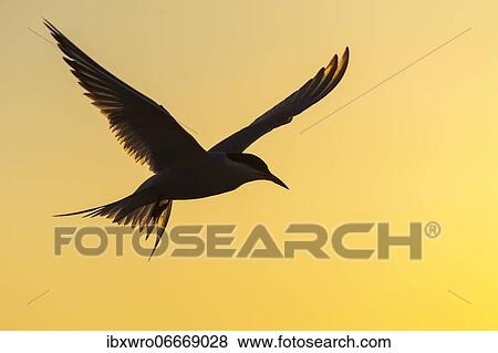 Stock Photo - Arctic tern (Sterna paradisaea) in flight, silhouette, sunset, Eidersperrwerk, Tönning, Schleswig-Holstein, Germany, Europe. Fotosearch