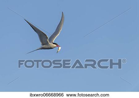 Arctic tern (Sterna paradisaea) in flight, with prey, Eidersperrwerk, Tönning, Schleswig-Holstein, Germany, Europe View Large Photo Image Stock Photograph - Arctic tern (Sterna paradisaea) in flight, with prey, Eidersperrwerk, Tönning, Schleswig-Holstein, Germany, Europe. Fotosearch