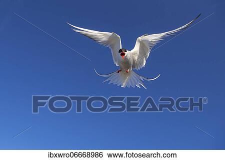 Stock Photograph - Arctic tern (Sterna paradisaea) in flight, calling, Eidersperrwerk, Tönning, Schleswig-Holstein, Germany, Europe. Fotosearch