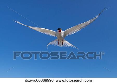Arctic tern (Sterna paradisaea) in flight, calling, Eidersperrwerk, Tönning, Schleswig-Holstein, Germany, Europe View Large Photo Image Stock Photograph - Arctic tern (Sterna paradisaea) in flight, calling, Eidersperrwerk, Tönning, Schleswig-Holstein, Germany, Europe. Fotosearch