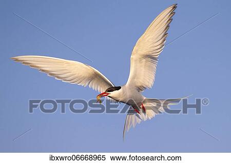 Arctic tern (Sterna paradisaea) in flight, with prey, Eidersperrwerk, Tönning, Schleswig-Holstein, Germany, Europe View Large Photo Image Stock Photography - Arctic tern (Sterna paradisaea) in flight, with prey, Eidersperrwerk, Tönning, Schleswig-Holstein, Germany, Europe. Fotosearch