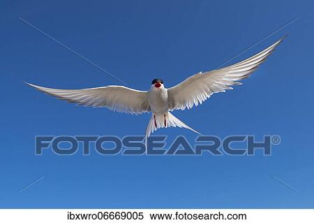Arctic tern (Sterna paradisaea) in flight, calling, Eidersperrwerk, Tönning, Schleswig-Holstein, Germany, Europe View Large Photo Image Stock Photography - Arctic tern (Sterna paradisaea) in flight, calling, Eidersperrwerk, Tönning, Schleswig-Holstein, Germany, Europe. Fotosearch