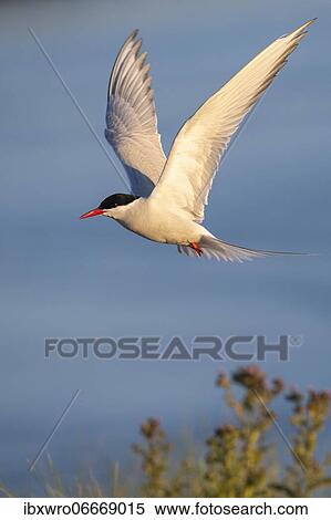 Stock Photography - Arctic tern (Sterna paradisaea) in flight, Eidersperrwerk, Tönning, Schleswig-Holstein, Germany, Europe. Fotosearch