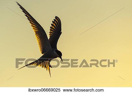 Arctic tern (Sterna paradisaea) in flight, silhouette, sunset, Eidersperrwerk, Tönning, Schleswig-Holstein, Germany, Europe View Large Photo Image Stock Photography - Arctic tern (Sterna paradisaea) in flight, silhouette, sunset, Eidersperrwerk, Tönning, Schleswig-Holstein, Germany, Europe. Fotosearch