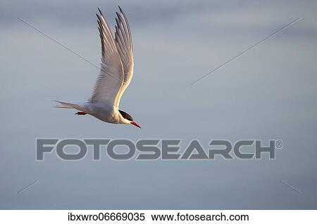 Arctic tern (Sterna paradisaea) in flight, Eidersperrwerk, Tönning, Schleswig-Holstein, Germany, Europe View Large Photo Image Stock Photography - Arctic tern (Sterna paradisaea) in flight, Eidersperrwerk, Tönning, Schleswig-Holstein, Germany, Europe. Fotosearch