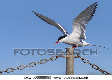 Arctic tern (Sterna paradisaea) landing on fence, Eider barrage, Tönning, Schleswig-Holstein, Germany, Europe View Large Photo Image Stock Photography - Arctic tern (Sterna paradisaea) landing on fence, Eider barrage, Tönning, Schleswig-Holstein, Germany, Europe. Fotosearch