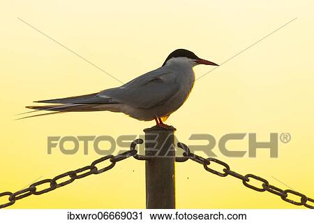 Arctic tern (Sterna paradisaea) sitting on a fence, silhouette, sunset, Eidersperrwerk, Tönning, Schleswig-Holstein, Germany, Europe View Large Photo Image Stock Image - Arctic tern (Sterna paradisaea) sitting on a fence, silhouette, sunset, Eidersperrwerk, Tönning, Schleswig-Holstein, Germany, Europe. Fotosearch