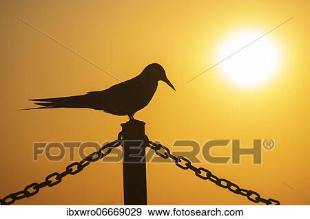 Arctic tern (Sterna paradisaea) sitting on a fence, silhouette, sunset, Eidersperrwerk, Tönning, Schleswig-Holstein, Germany, Europe View Large Photo Image Stock Photo - Arctic tern (Sterna paradisaea) sitting on a fence, silhouette, sunset, Eidersperrwerk, Tönning, Schleswig-Holstein, Germany, Europe. Fotosearch