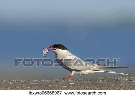 Arctic tern (Sterna paradisaea) with prey, Eider barrage, Tönning, Schleswig-Holstein, Germany, Europe View Large Photo Image Stock Photo - Arctic tern (Sterna paradisaea) with prey, Eider barrage, Tönning, Schleswig-Holstein, Germany, Europe. Fotosearch