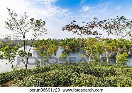 Stock Image - Artifical lake between Tea plants on a Tea plantation in Sreemagal, Bangladesh, Asia. Fotosearch