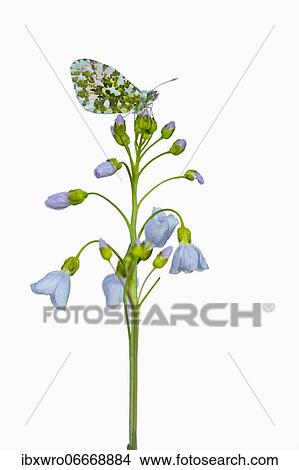 Aurora butterfly (Anthocharis cardamines) on meadow foamwort (Cardamine pratensis), exposed, butterfly, Germany, Europe View Large Photo Image Picture - Aurora butterfly (Anthocharis cardamines) on meadow foamwort (Cardamine pratensis), exposed, butterfly, Germany, Europe. Fotosearch