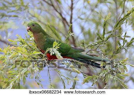 Australian king parrot (Alisterus scapularis), young bird, female, not coloured, on tree, feeding, New South Wales, Australia, Oceania View Large Photo Image Picture - Australian king parrot (Alisterus scapularis), young bird, female, not coloured, on tree, feeding, New South Wales, Australia, Oceania. Fotosearch