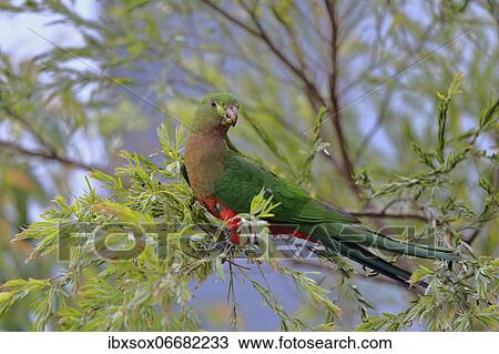 Stock Image - Australian king parrot (Alisterus scapularis), young bird, female, not coloured, on tree, feeding, New South Wales, Australia, Oceania. Fotosearch