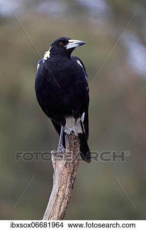 Picture - Australian magpie (Gymnorhina tibicen), subadult, waiting, alert, Kangaroo Island, South Australia, Australia, Oceania. Fotosearch