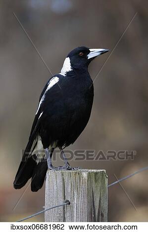 Australian magpie (Gymnorhina tibicen), subadult, perches on post, alert, Kangaroo Island, South Australia, Australia, Oceania View Large Photo Image Stock Image - Australian magpie (Gymnorhina tibicen), subadult, perches on post, alert, Kangaroo Island, South Australia, Australia, Oceania. Fotosearch