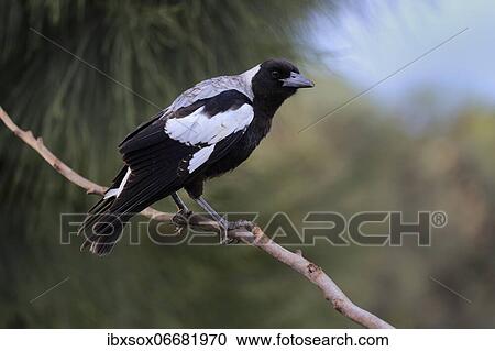 Australian magpie (Gymnorhina tibicen), subadult, on branch, alert, Kangaroo Island, South Australia, Australia, Oceania View Large Photo Image Stock Image - Australian magpie (Gymnorhina tibicen), subadult, on branch, alert, Kangaroo Island, South Australia, Australia, Oceania. Fotosearch