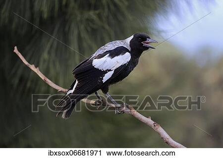 Australian magpie (Gymnorhina tibicen), subadult, on branch, calling, Kangaroo Island, South Australia, Australia, Oceania View Large Photo Image Stock Image - Australian magpie (Gymnorhina tibicen), subadult, on branch, calling, Kangaroo Island, South Australia, Australia, Oceania. Fotosearch