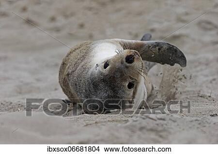 Picture - Australian sea lion (Neophoca cinerea), juvenile, on the beach, Seal Bay Conservation Park, Kangaroo Island, South Australia, Australia, Oceania. Fotosearch