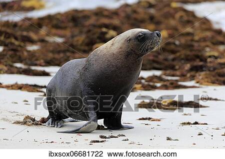 Australian sea lion (Neophoca cinerea), adult, male, on beach, running, Seal Bay Conservation Park, Kangaroo Island, South Australia, Australia, Oceania View Large Photo Image Stock Image - Australian sea lion (Neophoca cinerea), adult, male, on beach, running, Seal Bay Conservation Park, Kangaroo Island, South Australia, Australia, Oceania. Fotosearch