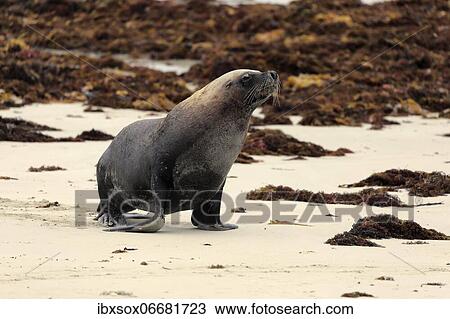 Australian sea lion (Neophoca cinerea), adult, male, on beach, running, Seal Bay Conservation Park, Kangaroo Island, South Australia, Australia, Oceania View Large Photo Image Stock Image - Australian sea lion (Neophoca cinerea), adult, male, on beach, running, Seal Bay Conservation Park, Kangaroo Island, South Australia, Australia, Oceania. Fotosearch