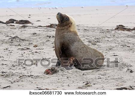 Australian sea lion (Neophoca cinerea), adult, male, on beach, Seal Bay Conservation Park, Kangaroo Island, South Australia, Australia, Oceania View Large Photo Image Stock Image - Australian sea lion (Neophoca cinerea), adult, male, on beach, Seal Bay Conservation Park, Kangaroo Island, South Australia, Australia, Oceania. Fotosearch