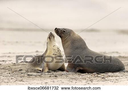 Australian sea lion (Neophoca cinerea), adult, male, female, pair, on beach, Seal Bay Conservation Park, Kangaroo Island, South Australia, Australia, Oceania View Large Photo Image Stock Image - Australian sea lion (Neophoca cinerea), adult, male, female, pair, on beach, Seal Bay Conservation Park, Kangaroo Island, South Australia, Australia, Oceania. Fotosearch