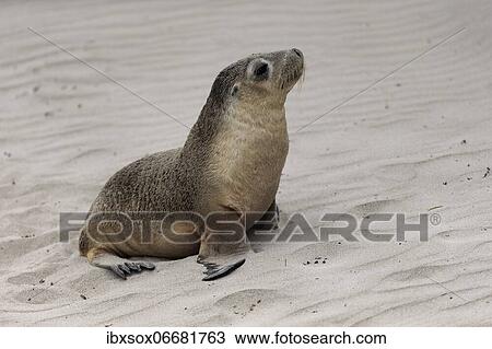 Stock Image - Australian sea lion (Neophoca cinerea), juvenile, on the beach, Seal Bay Conservation Park, Kangaroo Island, South Australia, Australia, Oceania. Fotosearch