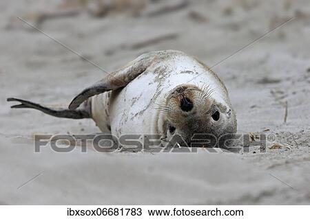 Australian sea lion (Neophoca cinerea), juvenile, on the beach, Seal Bay Conservation Park, Kangaroo Island, South Australia, Australia, Oceania View Large Photo Image Stock Image - Australian sea lion (Neophoca cinerea), juvenile, on the beach, Seal Bay Conservation Park, Kangaroo Island, South Australia, Australia, Oceania. Fotosearch