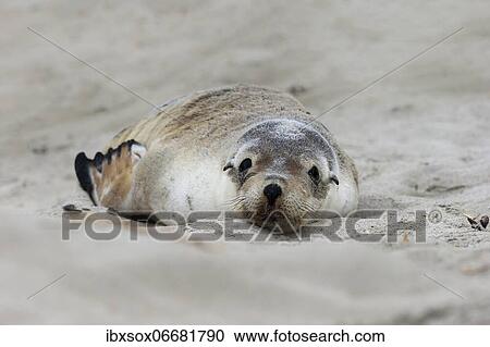 Stock Image - Australian sea lion (Neophoca cinerea), juvenile, on the beach, Seal Bay Conservation Park, Kangaroo Island, South Australia, Australia, Oceania. Fotosearch