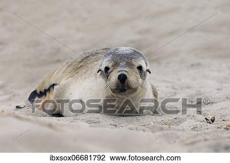 Australian sea lion (Neophoca cinerea), juvenile, on the beach, Seal Bay Conservation Park, Kangaroo Island, South Australia, Australia, Oceania View Large Photo Image Stock Image - Australian sea lion (Neophoca cinerea), juvenile, on the beach, Seal Bay Conservation Park, Kangaroo Island, South Australia, Australia, Oceania. Fotosearch