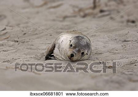 Stock Image - Australian sea lion (Neophoca cinerea), juvenile, on the beach, Seal Bay Conservation Park, Kangaroo Island, South Australia, Australia, Oceania. Fotosearch