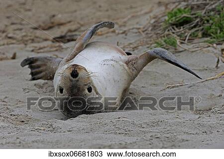 Australian sea lion (Neophoca cinerea), juvenile, on the beach, Seal Bay Conservation Park, Kangaroo Island, South Australia, Australia, Oceania View Large Photo Image Stock Image - Australian sea lion (Neophoca cinerea), juvenile, on the beach, Seal Bay Conservation Park, Kangaroo Island, South Australia, Australia, Oceania. Fotosearch