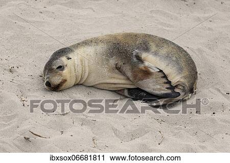 Australian sea lion (Neophoca cinerea), juvenile, on the beach, Seal Bay Conservation ParkKangaroo Island, South Australia, Australia, Oceania View Large Photo Image Stock Image - Australian sea lion (Neophoca cinerea), juvenile, on the beach, Seal Bay Conservation ParkKangaroo Island, South Australia, Australia, Oceania. Fotosearch