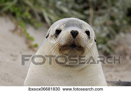 Stock Image - Australian sea lion (Neophoca cinerea), juvenile on beach, portrait, Seal Bay Conservation Park, Kangaroo Island, South Australia, Australia, Oceania. Fotosearch