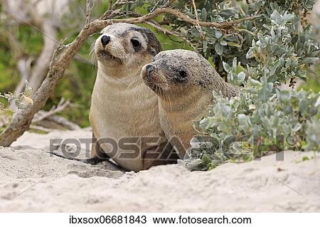 Australian sea lion (Neophoca cinerea), two juveniles on the beach, Seal Bay Conservation Park, Kangaroo Island, South Australia, Australia, Oceania View Large Photo Image Stock Image - Australian sea lion (Neophoca cinerea), two juveniles on the beach, Seal Bay Conservation Park, Kangaroo Island, South Australia, Australia, Oceania. Fotosearch