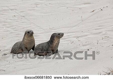 Australian sea lion (Neophoca cinerea), two juveniles on the beach, Seal Bay Conservation Park, Kangaroo Island, South Australia, Australia, Oceania View Large Photo Image Stock Image - Australian sea lion (Neophoca cinerea), two juveniles on the beach, Seal Bay Conservation Park, Kangaroo Island, South Australia, Australia, Oceania. Fotosearch