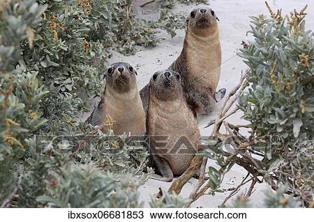 Australian sea lion (Neophoca cinerea), three juveniles sitting in bushes, Seal Bay Conservation Park, Kangaroo Island, South Australia, Australia, Oceania View Large Photo Image Stock Image - Australian sea lion (Neophoca cinerea), three juveniles sitting in bushes, Seal Bay Conservation Park, Kangaroo Island, South Australia, Australia, Oceania. Fotosearch