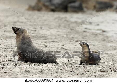 Stock Image - Australian sea lion (Neophoca cinerea), adult with pup on beach, Seal Bay Conservation Park, Kangaroo Island, South Australia, Australia, Oceania. Fotosearch