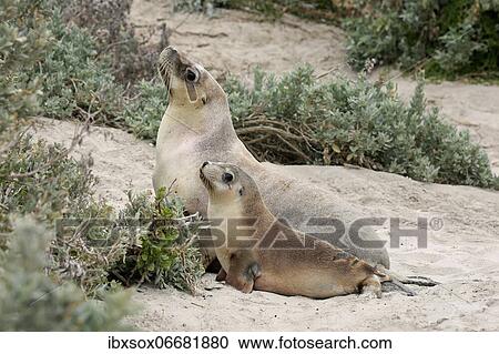 Stock Image - Australian sea lion (Neophoca cinerea), adult, female, juvenile, on beach, Seal Bay Conservation Park, Kangaroo Island, South Australia, Australia, Oceania. Fotosearch