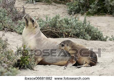 Stock Image - Australian sea lion (Neophoca cinerea), adult, female, juvenile, on beach, Seal Bay Conservation Park, Kangaroo Island, South Australia, Australia, Oceania. Fotosearch